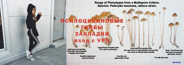 молекула духа Богданович